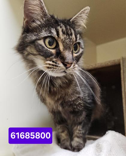 LOUISE - Domestic Longhair / Mix available for adoption
