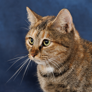NANNY MCFEE - Domestic Shorthair / Mix available for adoption