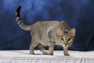 SPAIN - Domestic Shorthair / Mix for adoption in Chesapeake
