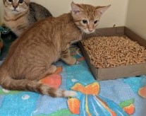 GIBBS - Domestic Shorthair / Mix available for adoption
