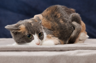 GHOST PEPPER - Domestic Shorthair / Mix available for adoption