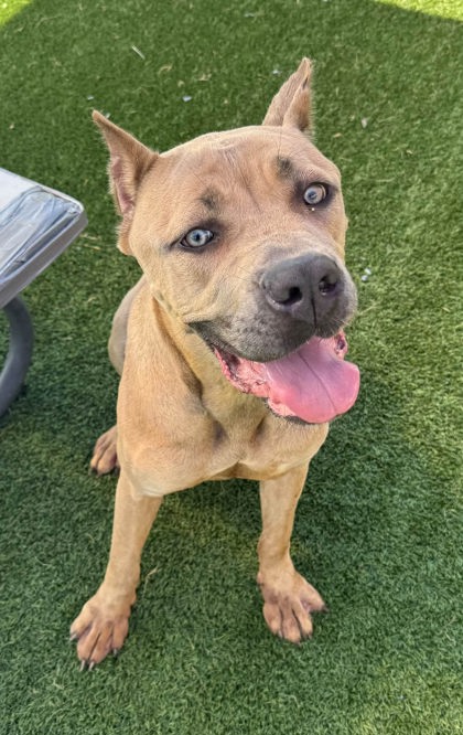 CINDER - Cane Corso / Mix available for adoption