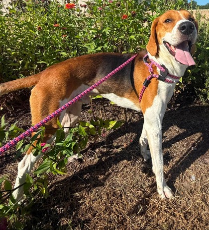 MILO - Hound / Mix available for adoption