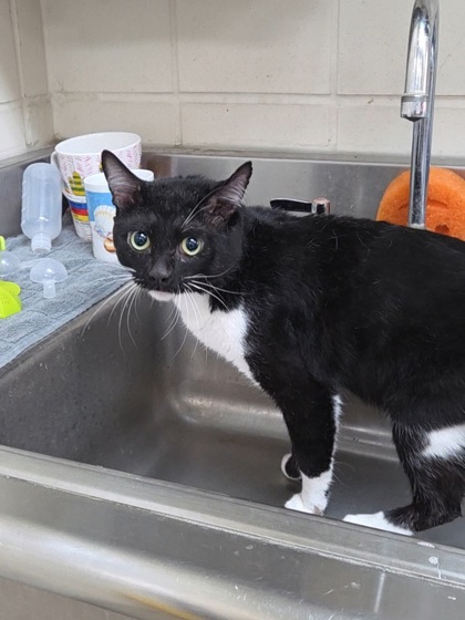 CAULDRON - Domestic Shorthair / Mix available for adoption