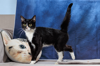 MAYA - Domestic Shorthair / Mix available for adoption