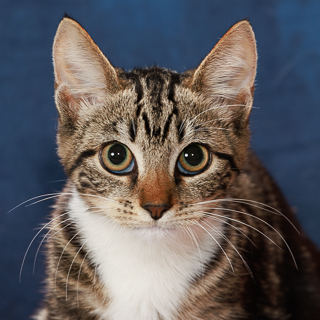 FURDINAND - Domestic Shorthair / Mix available for adoption