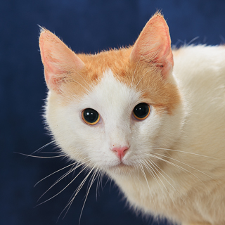 MITCH - Domestic Shorthair / Mix available for adoption