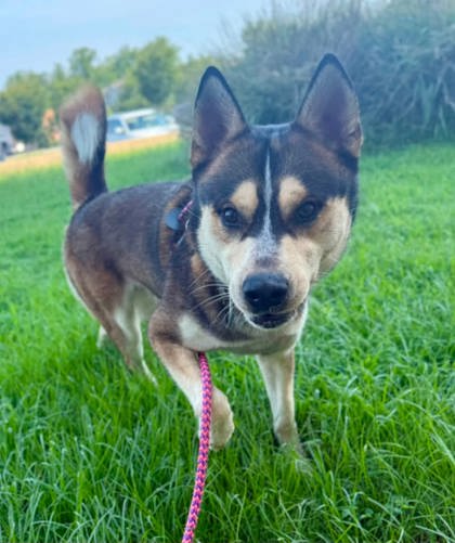 FALAFEL - Siberian Husky / Mix available for adoption