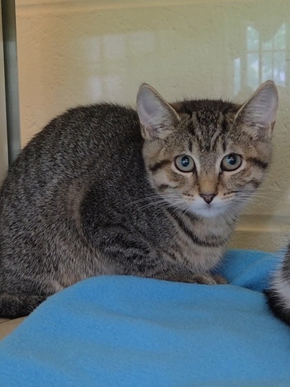 CHOBANI - Domestic Shorthair / Mix for adoption in Chesapeake