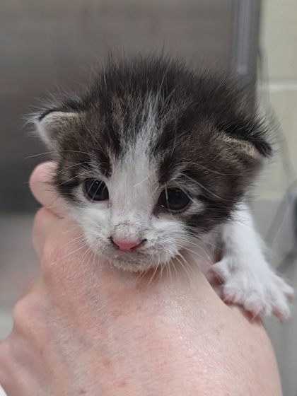 BENNY - Domestic Shorthair / Mix available for adoption