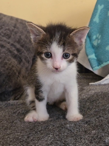 BUSTER - Domestic Shorthair / Mix available for adoption