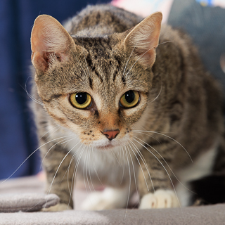 TABBYTHA - Domestic Shorthair / Mix available for adoption