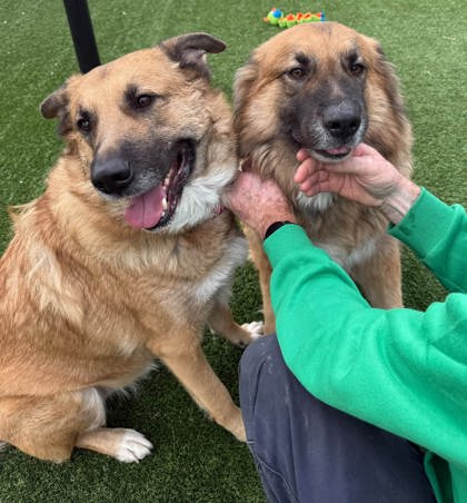 OUTLAW - Mixed Breed, Large (over 44 lbs fully grown) / Mix available for adoption