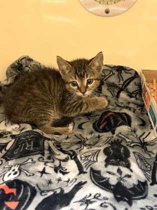 SPARROW - Domestic Shorthair / Mix available for adoption