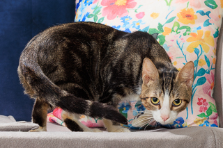 MARTIN - Domestic Shorthair / Mix available for adoption
