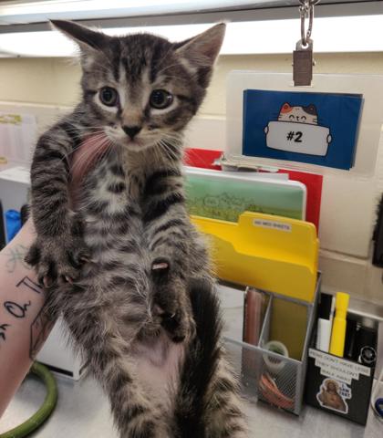 MEENIE (2) - Domestic Shorthair / Mix available for adoption