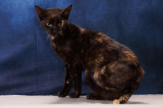 BRENNAN - Domestic Shorthair / Mix available for adoption