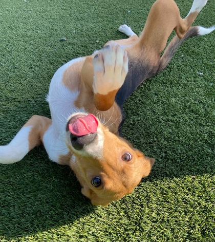 CALAMITY - Hound / Mix available for adoption