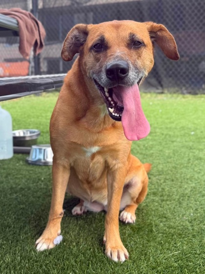 BRIZO - German Shepherd / Mix for adoption in Chesapeake