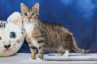 LARAI - Domestic Shorthair / Mix available for adoption
