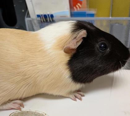 ROCKY ROAD - Guinea Pig available for adoption