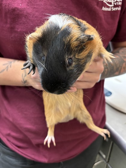 NAPOLEON - Guinea Pig available for adoption