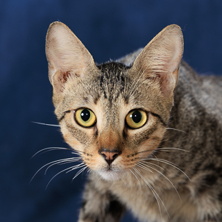 MARLON - Domestic Shorthair / Mix available for adoption