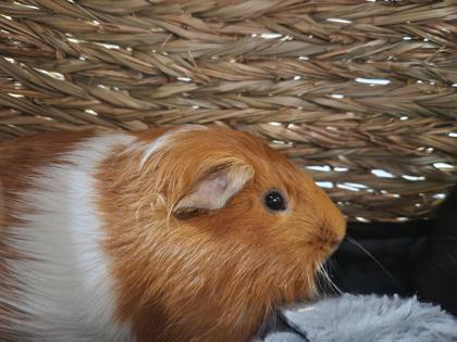 SPICY MAYO - Guinea Pig available for adoption