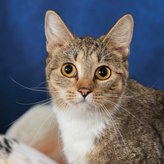 MIRANDA - Domestic Shorthair / Mix available for adoption