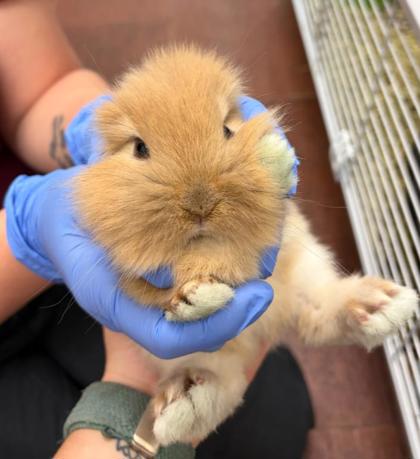 SPICE - Rabbit / Rabbit available for adoption