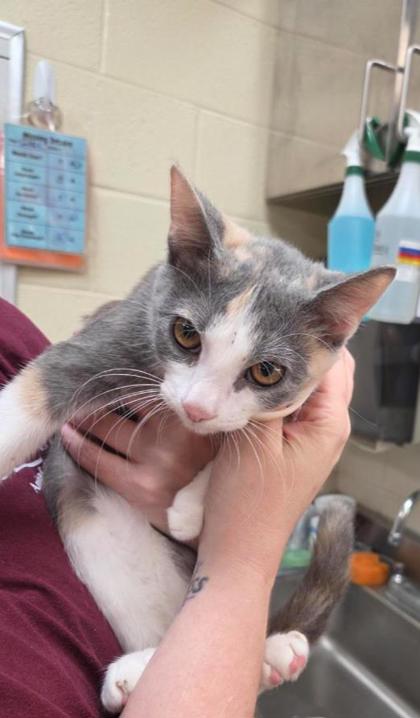 ALYRIA - Domestic Shorthair / Mix available for adoption