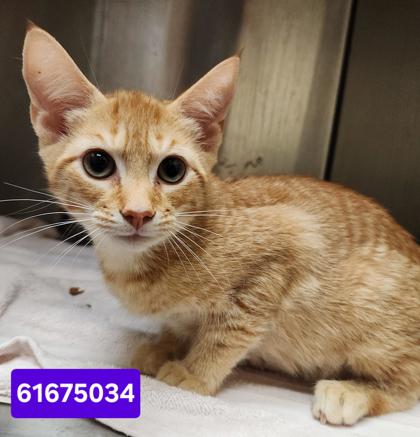 MURDOCK - Domestic Shorthair / Mix available for adoption