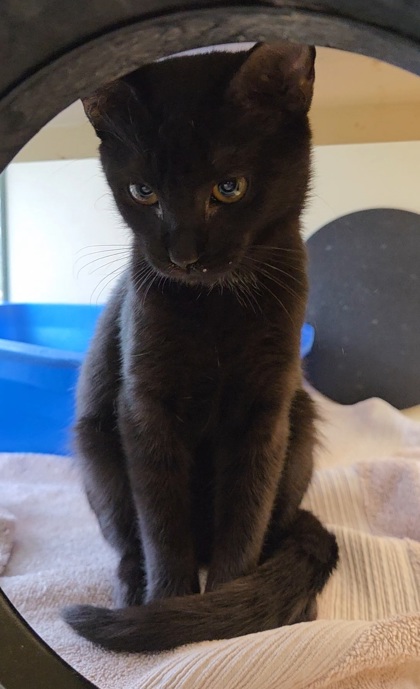 CHALULA - Domestic Shorthair / Mix available for adoption