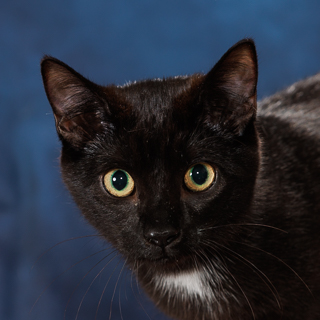 CAKE - Domestic Shorthair / Mix available for adoption