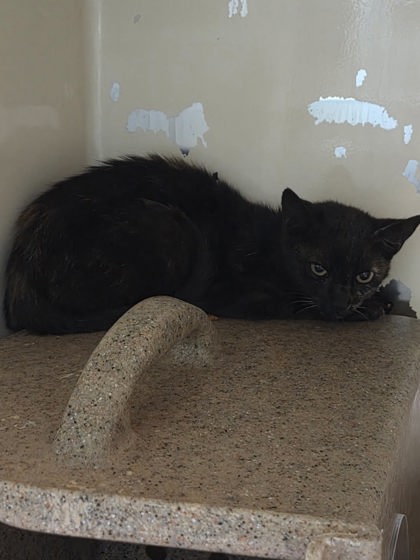 BRENNAN - Domestic Shorthair / Mix available for adoption