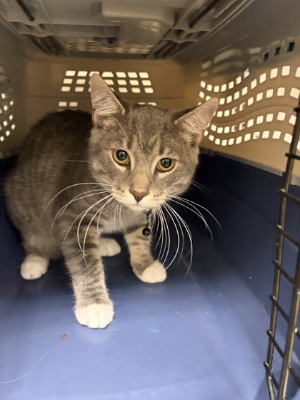 MASON - Domestic Shorthair / Mix available for adoption