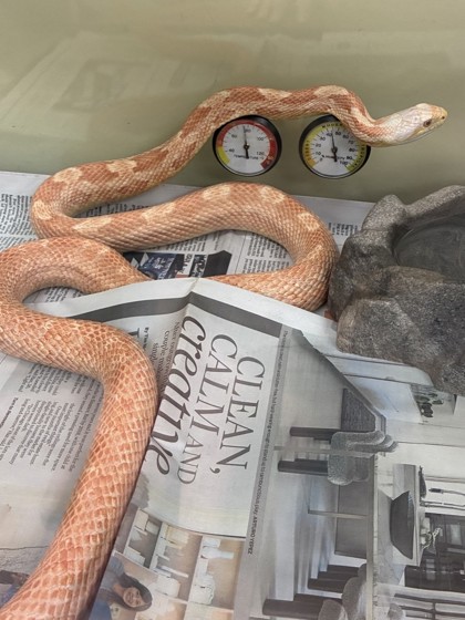 ROJA - Snake / Other available for adoption