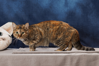 NANNY MCFEE - Domestic Shorthair / Mix available for adoption