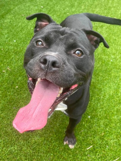 BEOWOOF - American Pit Bull Terrier / Mix for adoption in Chesapeake
