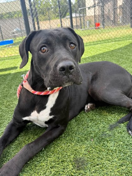 WREN - Boxer / Mix available for adoption