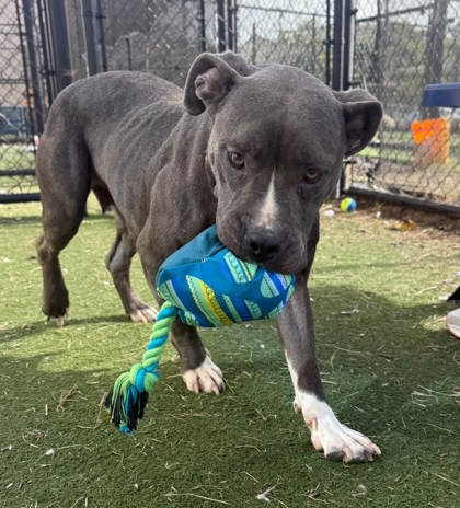 TIGERLILY - American Pit Bull Terrier / Mix available for adoption