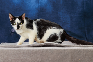 ROGUE PLANET - Domestic Shorthair / Mix available for adoption