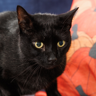 KURO - Domestic Shorthair / Mix available for adoption