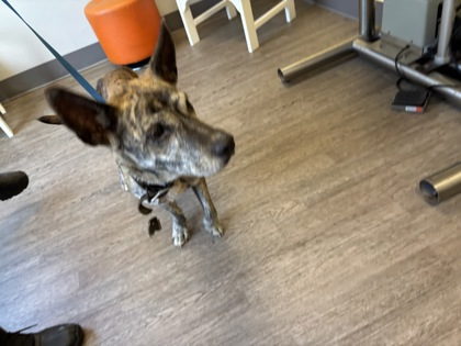 BROOKIE - Shepherd / Mix available for adoption