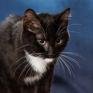 TUX - Domestic Shorthair / Mix available for adoption