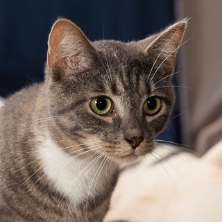 EVIE - Domestic Shorthair / Mix available for adoption