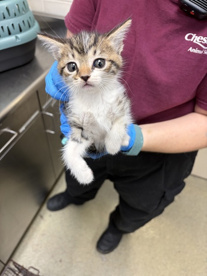 TATER - Domestic Medium Hair / Mix available for adoption