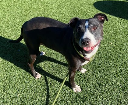 VALKYRIE - Coonhound / Labrador Retriever available for adoption