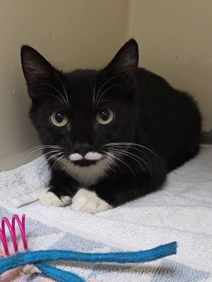 STACHE - Domestic Shorthair / Mix available for adoption