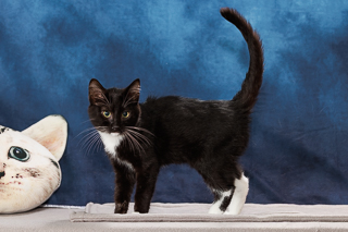 TUX - Domestic Shorthair / Mix available for adoption
